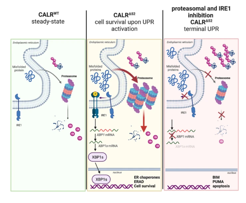 CALR-mutated cells are vulnerable to combined inhibition of the proteasome and the endoplasmic reticulum stress response