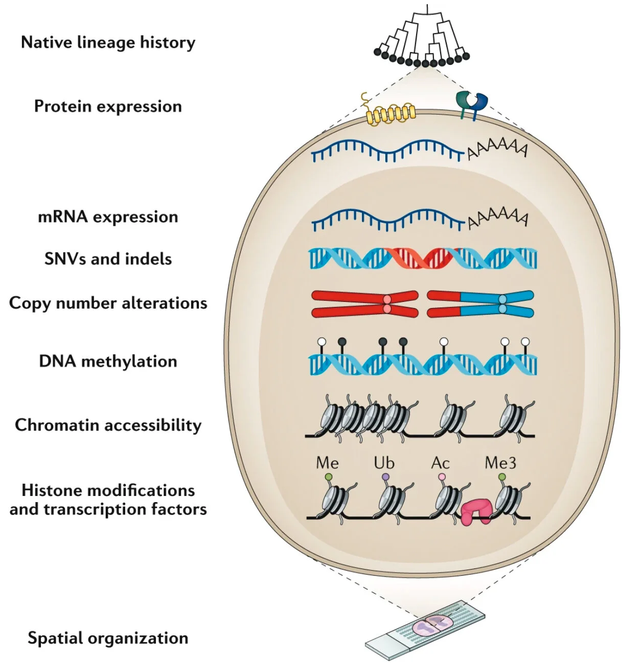 Integrating genetic and non-genetic determinants of cancer evolution by single-cell multi-omics