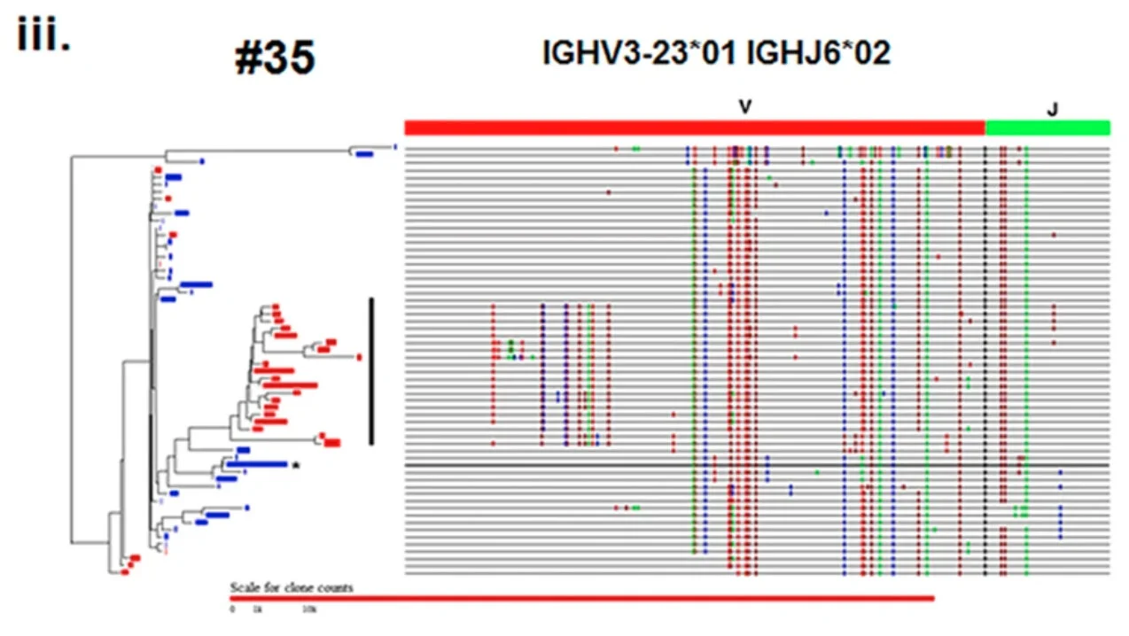 Exploring tumor clonal evolution in bone marrow of patients with diffuse large B-cell lymphoma by deep IGH sequencing and its potential relevance in relapse