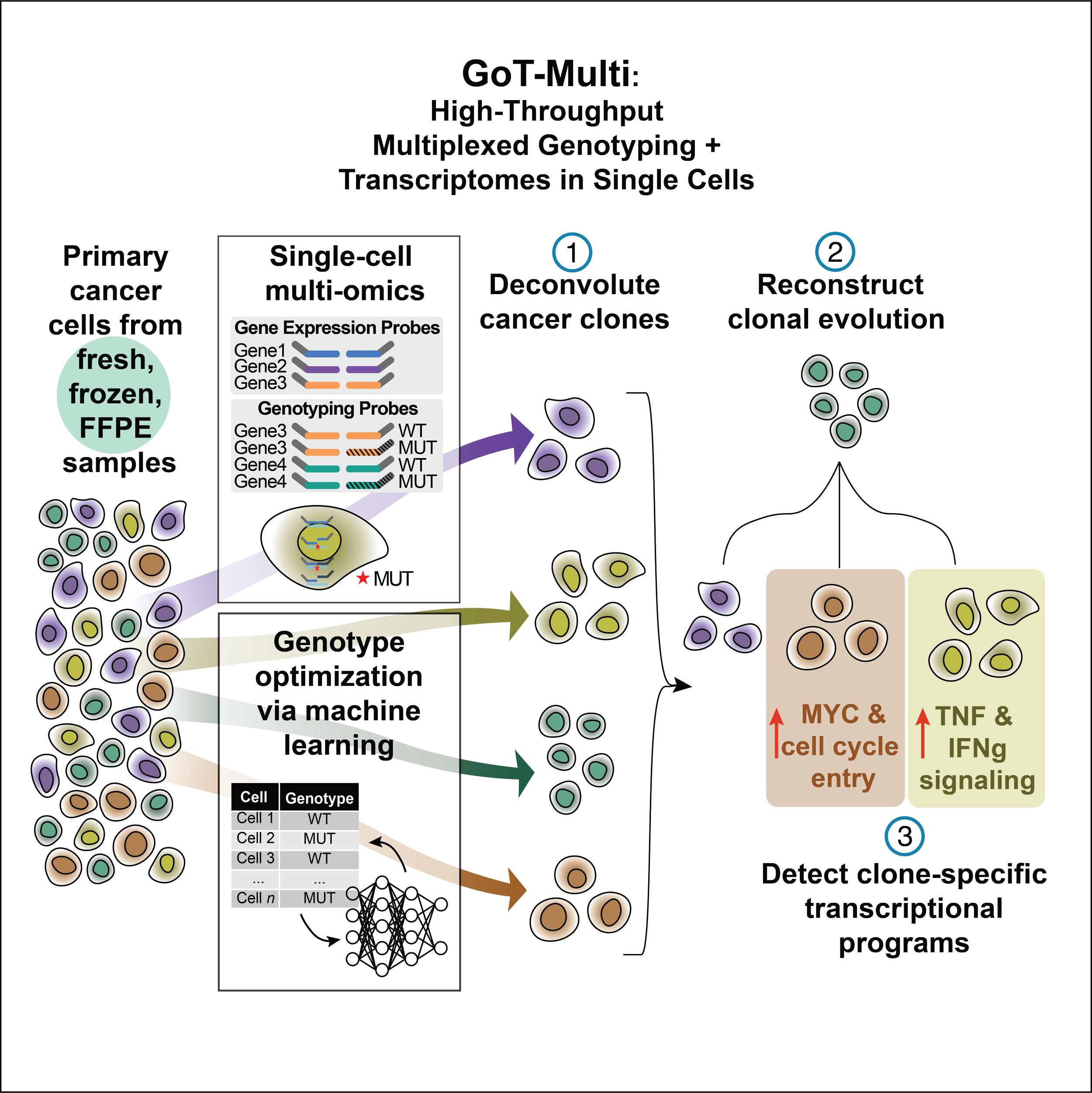 Co-mapping clonal and transcriptional heterogeneity in somatic evolution via GoT-Multi