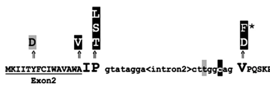 Efficient trafficking of acidic proteins out of the endoplasmic reticulum involves a conserved amino terminal IleProVal (IPV)-like tripeptide motif