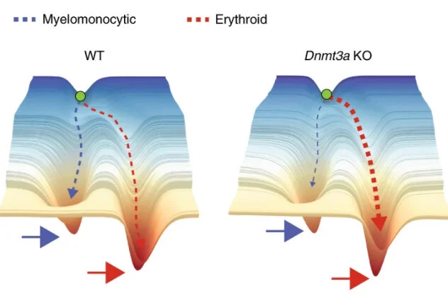 DNA methylation disruption reshapes the hematopoietic differentiation landscape