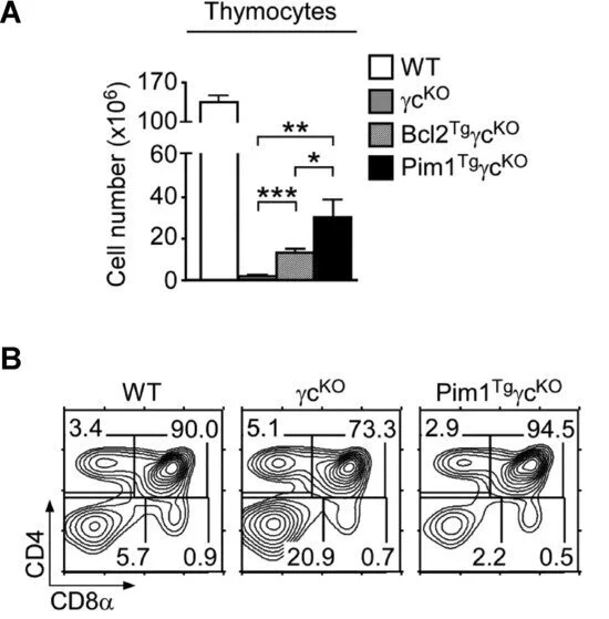 Pim1 permits generation and survival of CD4+ T cells in the absence of γc cytokine receptor signaling