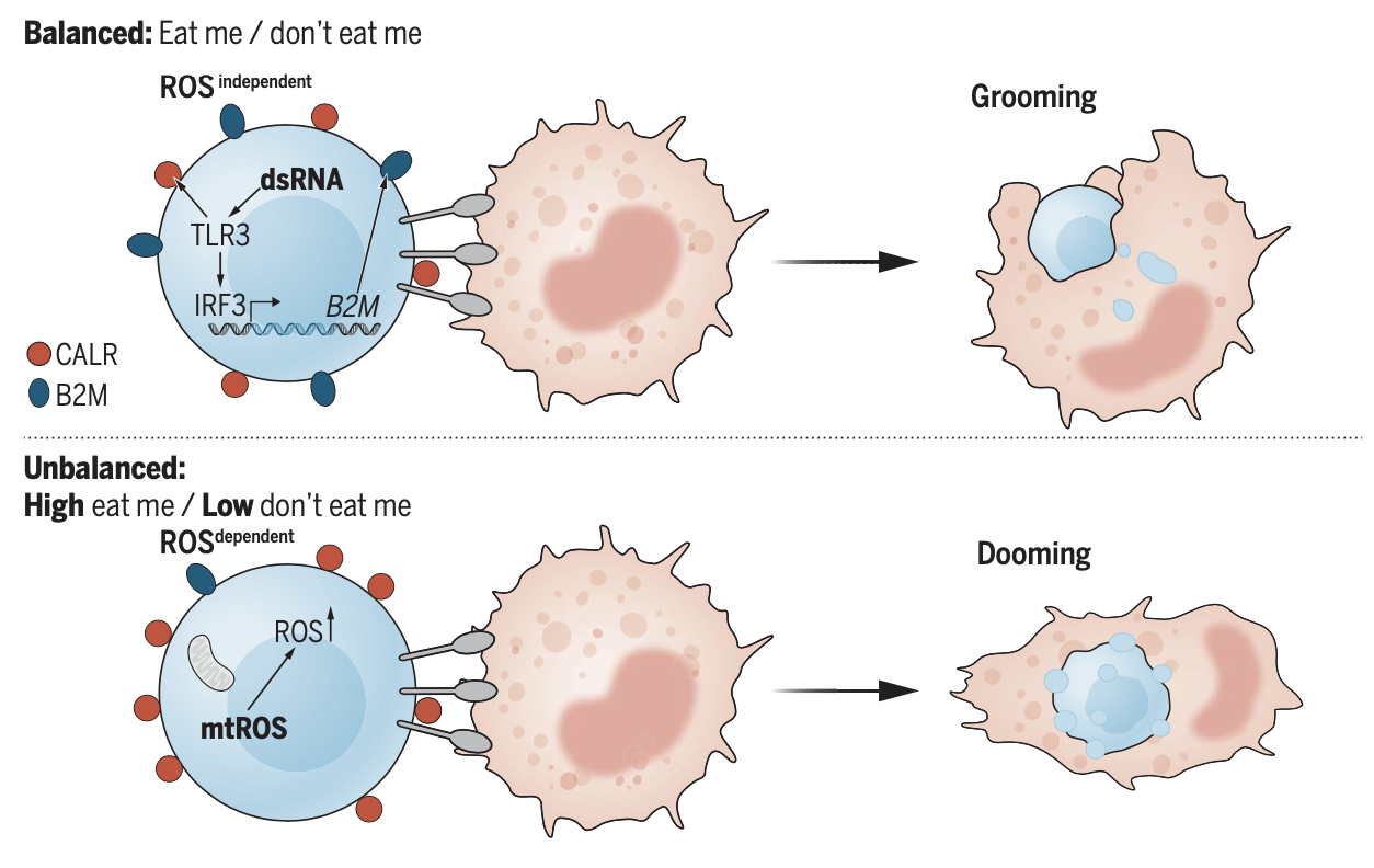 Transcripts of repetitive DNA elements signal to block phagocytosis of hematopoietic stem cells