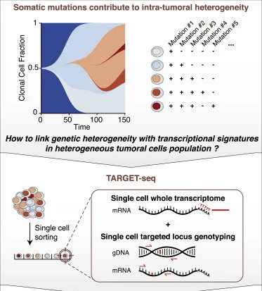TARGET-seq Takes Aim at Cancer Evolution through Multi-omics Single-Cell Genotyping and Transcriptomics
